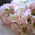 2月の花といえば？25種を花言葉とともに紹介