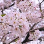 桜の種類と見分け方を開花時期順に紹介！