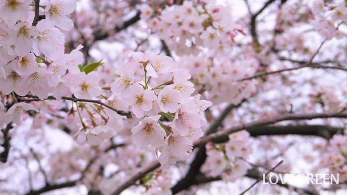 桜の種類と見分け方】22種を開花時期順に紹介。珍しい種類や里桜まで