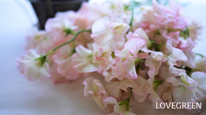 2月の花といえば 25種を花言葉とともに紹介 Lovegreen ラブグリーン