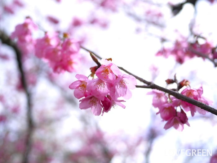 横浜緋桜（ヨコハマヒザクラ）