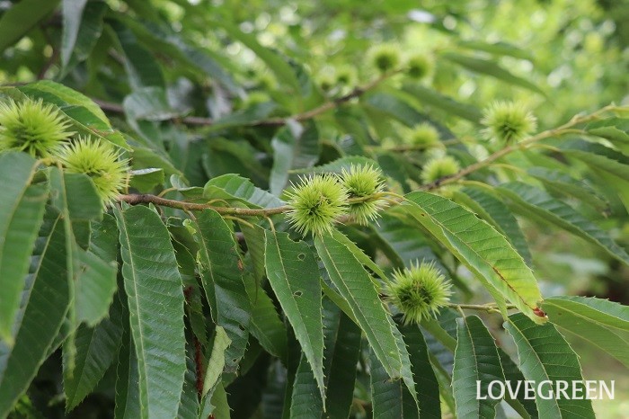 栗 クリ の花言葉 種類 特徴 色別の花言葉 Lovegreen ラブグリーン