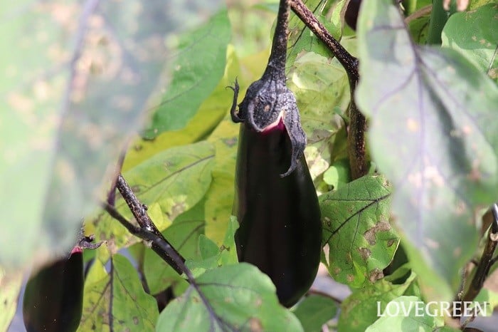 ナス　花言葉　育て方