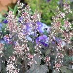 ヒューケラ（ツボサンゴ）　花言葉　育て方　種類