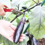 ナス　花　育て方のポイント　特徴