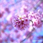 陽光桜