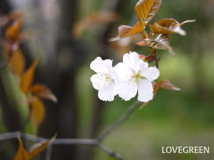 山桜（ヤマザクラ）