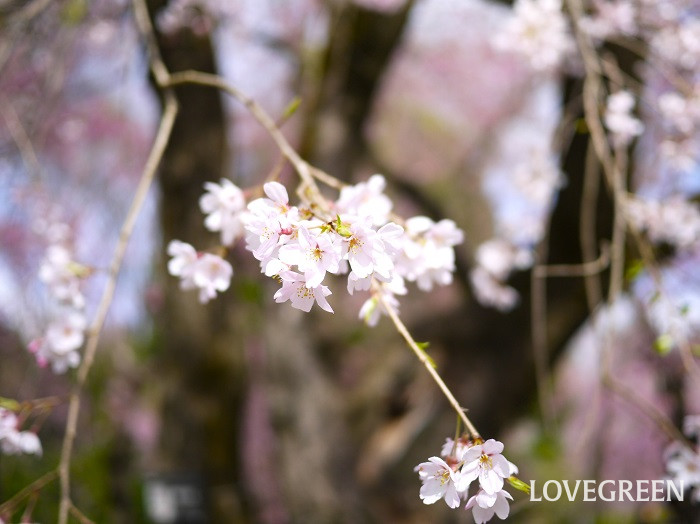 枝垂れ桜（シダレザクラ）