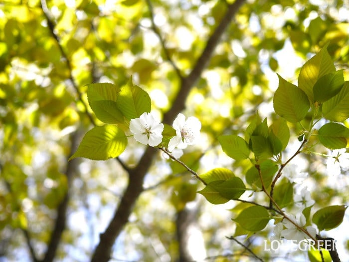 小金井薄紅桜（コガネイウスベニザクラ）