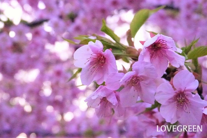 2月が旬の花カワヅザクラ