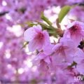 2月に咲く花カワヅザクラ