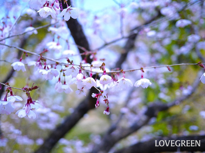 豆桜（マメザクラ）