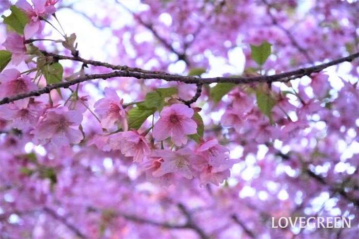 桜の種類と見分け方を開花時期順に紹介 花言葉や珍しい種類も Lovegreen ラブグリーン