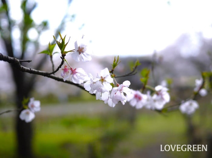 小彼岸桜（コヒガンザクラ）