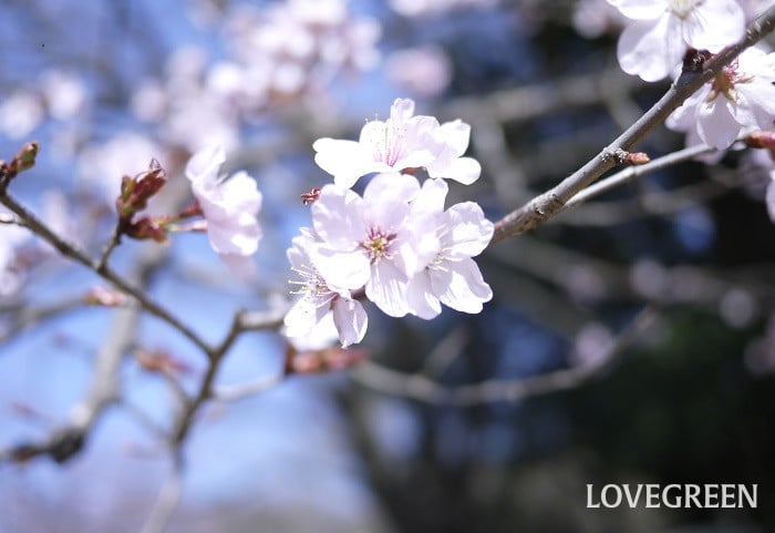 大山桜（オオヤマザクラ）