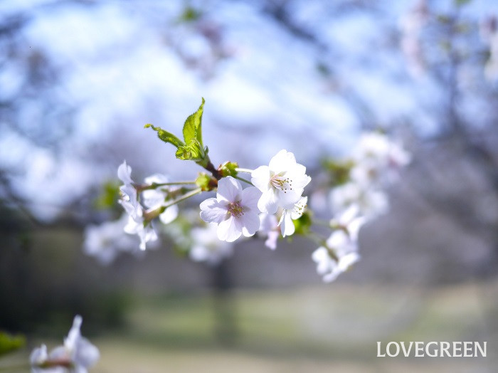 丁子桜（チョウジザクラ）