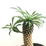 euphorbia2-150x150.jpg