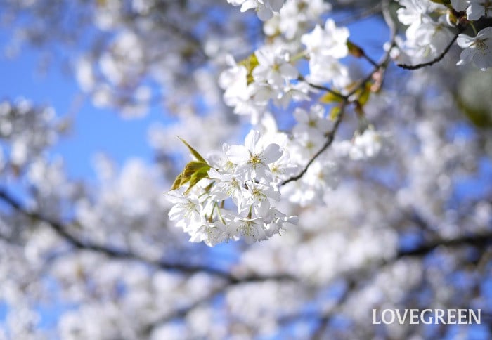 大島桜（オオシマザクラ）