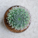 ゆととさま専用 センペルビウム ゆととさま専用 センペルビウム