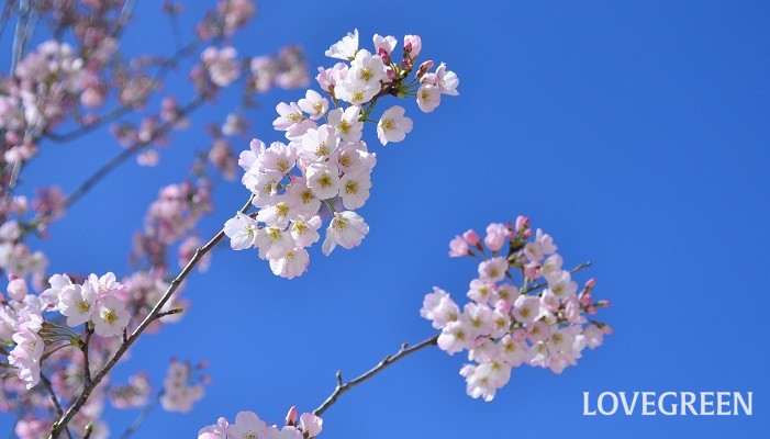 春の花木特集 2月 3月 4月に咲く 木に咲く花 35選 Lovegreen ラブグリーン