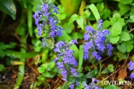 青い花一覧|春夏秋冬の季節ごとに画像つきでご紹介 | LOVEGREEN(ラブグリーン)