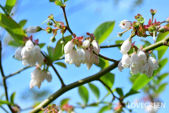 春の花木　ブルーベリー
