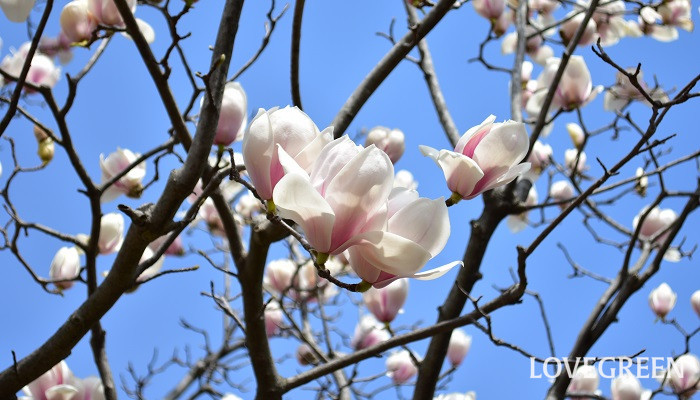 春に咲く花木 マグノリア サヨナラ Lovegreen ラブグリーン