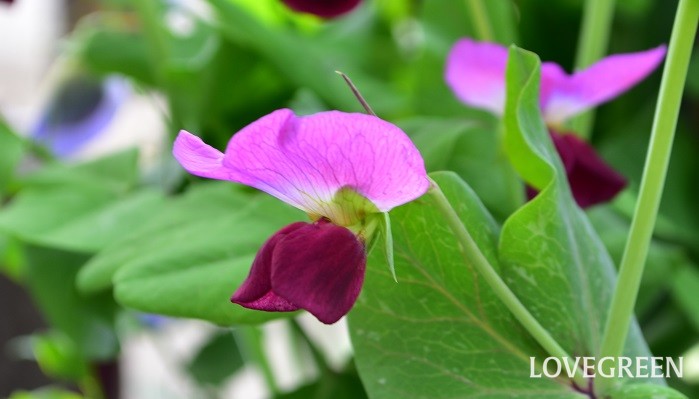 紫エンドウ 春に咲く野菜の花 Lovegreen ラブグリーン