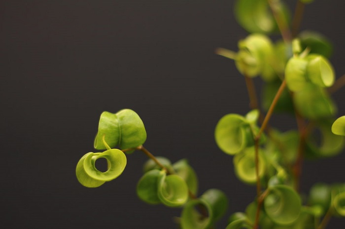 フィカス ウンベラータの花言葉 種類 特徴 色別の花言葉 Lovegreen ラブグリーン