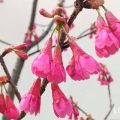 カンヒザクラ（寒緋桜）　花言葉　育て方　種類