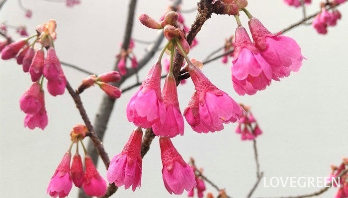 カンヒザクラ（寒緋桜）　花言葉　育て方　種類