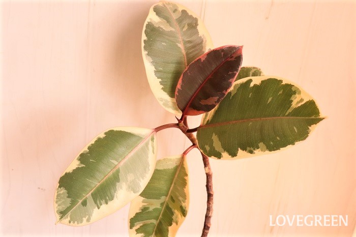 フィカス ティネケの花言葉 種類 特徴 色別の花言葉 Lovegreen ラブグリーン