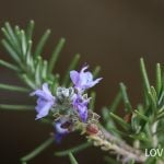 ローズマリーの花　ブルーの花　ハーブ　育て方
