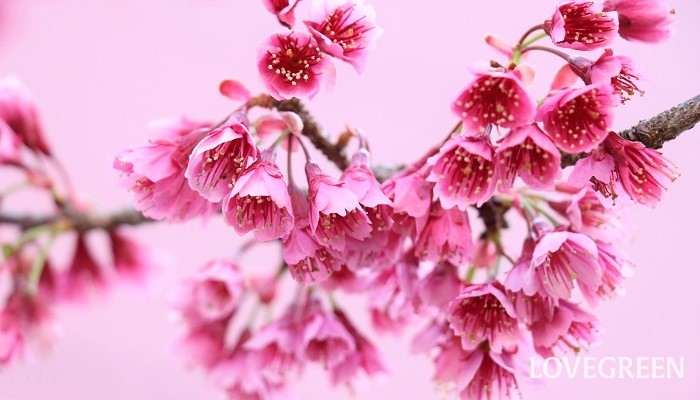 カンヒザクラ（寒緋桜）　育て方　濃い紅色の花　花期　