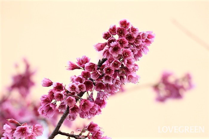 カンヒザクラ（寒緋桜）　育て方　濃い紅色の花　花期　