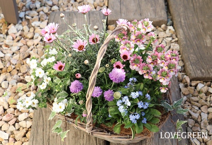春の寄せ植え｜おすすめの花、作り方と管理のコツ | LOVEGREEN(ラブ 