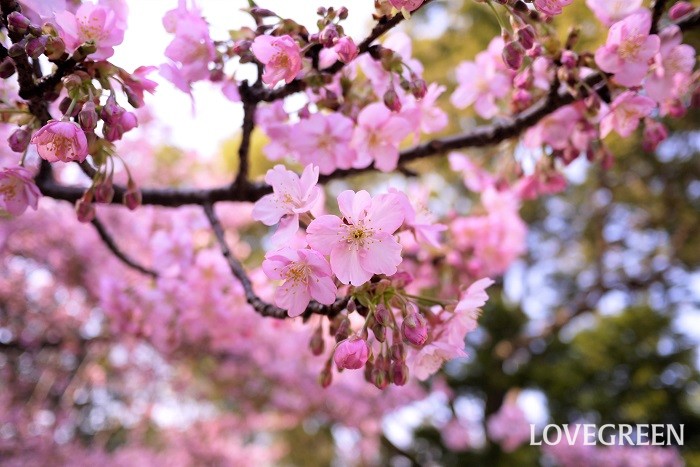 3月が旬の花カワヅザクラ