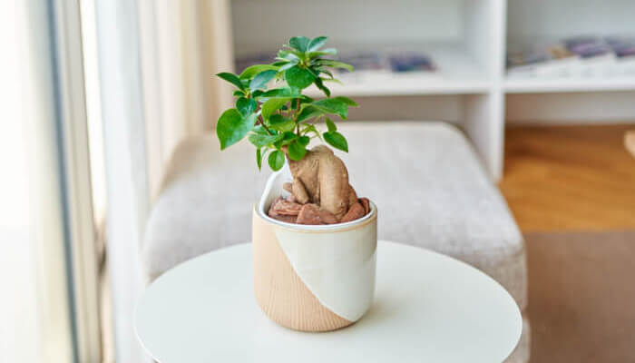 育てるインテリア を楽しむ 室内で育てやすい観葉植物10選 Lovegreen ラブグリーン