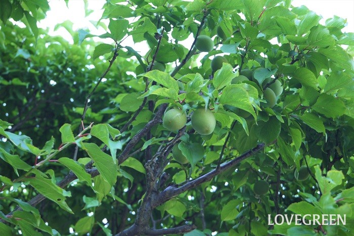 おすすめ果樹35種。庭木や鉢植えにしたい育てやすい種類 | LOVEGREEN(ラブグリーン)