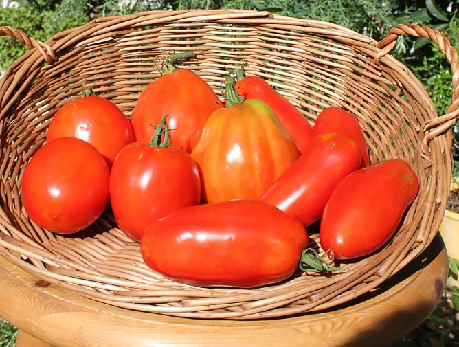家庭菜園　トマト　ミニトマト　おすすめ　初心者　本気野菜