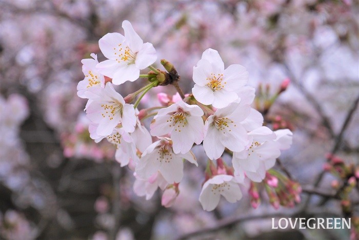 3月が旬の花ソメイヨシノ