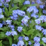 勿忘草になります。 GReeeeN、新曲「勿忘草」MV解禁 | Daily News | Billboard JAPAN