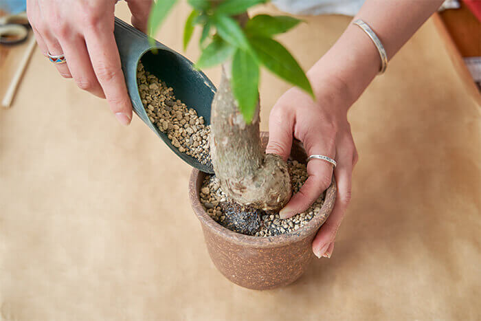 植え替えは鉢いっぱいに土は入れずに２〜3cm上部にスペースを作る