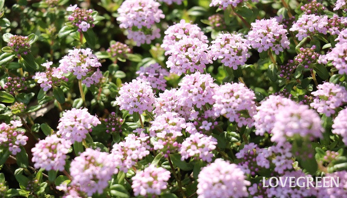 クリーピングタイム 春に花が咲く香りの良いグランドカバー Lovegreen ラブグリーン