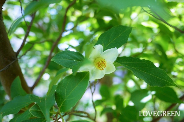 初夏に咲く木の花16種ヒメシャラ