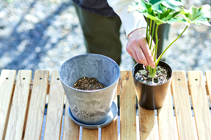 【観葉植物の植え替えは5月～6月がベスト】植え替え手順と定番肥料マグアンプKの種類と使い方