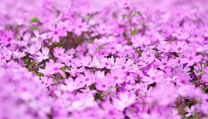 芝桜 シバザクラ とは 花言葉や育て方 開花時期や種類 冬越し方法 増やし方 Lovegreen ラブグリーン