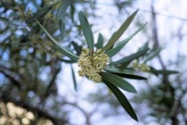 庭木におすすめの常緑樹40種|低木、中木、おしゃれな木 | LOVEGREEN(ラブグリーン)