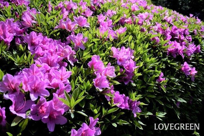 ツツジとは 花言葉 咲く季節 育て方と剪定 サツキとの違いや見分け方 Lovegreen ラブグリーン