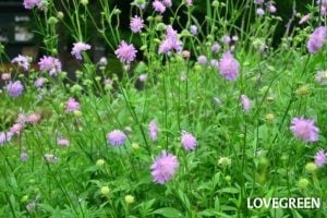 夏の花でガーデニング｜暑さに強く、秋までずっと咲き続ける多年草（宿根草）20選 | LOVEGREEN(ラブグリーン)